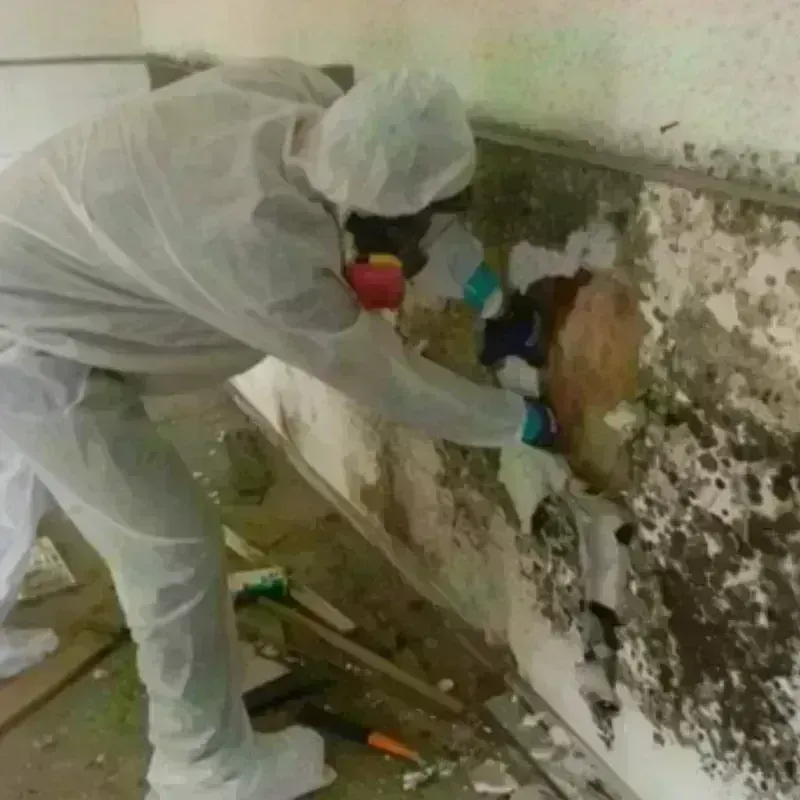 Mold Remediation and Removal in Silver Spring, MD